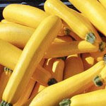 Summer Squash - Golden Zucchini - Sow True Seed