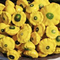Summer Squash - Scallop Yellow Bush, ORGANIC - Sow True Seed