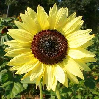 Sunflower Seeds - Lemon Queen | Sow True Seed