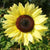 Sunflower Seeds - Lemon Queen, ORGANIC - Sow True Seed