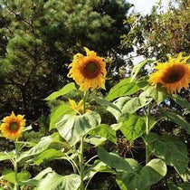 Sunflower Seeds - Mammoth Grey Stripe - Sow True Seed