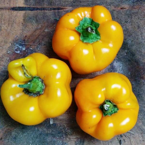 Sweet Pepper Seeds - Golden California Wonder, ORGANIC - Sow True Seed