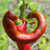 Sweet Pepper Seeds - Jimmy Nardello - Sow True Seed