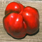 Sweet Pepper Seeds - King of the North, ORGANIC - Sow True Seed