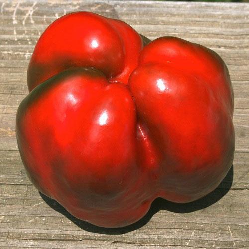 Sweet Pepper Seeds - King of the North, ORGANIC - Sow True Seed