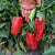 Sweet Pepper Seeds - Marconi Red - Sow True Seed