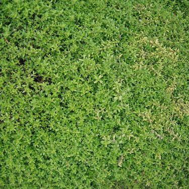Thyme Seed - English, ORGANIC - Sow True Seed