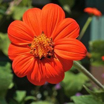 Tithonia Seeds - Mexican Sunflower - Sow True Seed