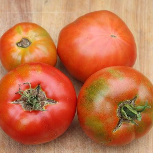 Slicing Tomato Seeds - Abe Lincoln - Sow True Seed