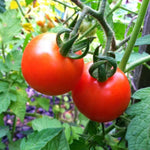 Cherry Tomato Seeds - Chadwick Cherry, ORGANIC - Sow True Seed