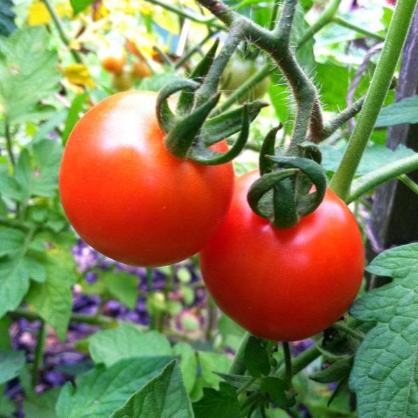 Cherry Tomato Seeds - Chadwick Cherry, ORGANIC - Sow True Seed