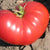 Slicing Tomato - New Big Dwarf, ORGANIC - Sow True Seed