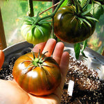 Slicing Tomato - Paul Robeson - Sow True Seed
