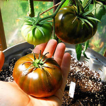 Slicing Tomato - Paul Robeson - Sow True Seed