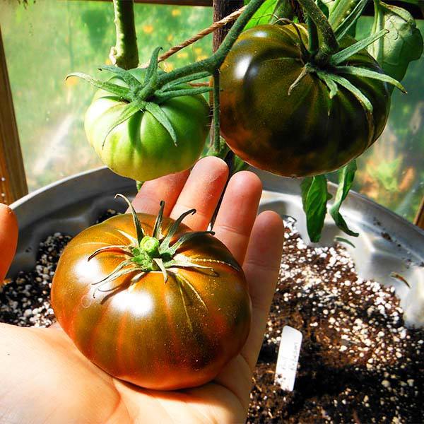 Slicing Tomato - Paul Robeson - Sow True Seed