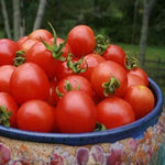 Paste Tomato Seeds - Principe Borghese - Sow True Seed