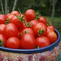 Paste Tomato Seeds - Principe Borghese - Sow True Seed