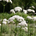 Valerian Seed - Sow True Seed