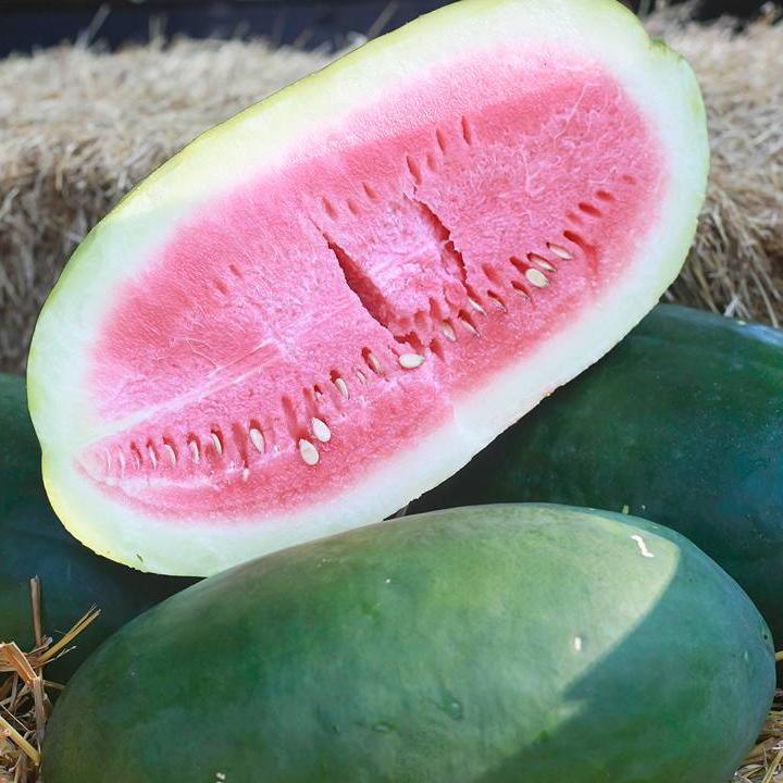 Watermelon - Bradford Family - Sow True Seed