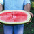 Watermelon - Bradford Family - Sow True Seed