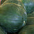 Watermelon - Sugar Baby, ORGANIC - Sow True Seed