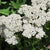 White Yarrow Seeds | Sow True Seed | Open-Pollinated 