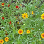 Zinnia Seeds - Persian Carpet - Sow True Seed