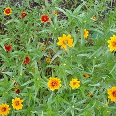 Zinnia Seeds - Persian Carpet - Sow True Seed