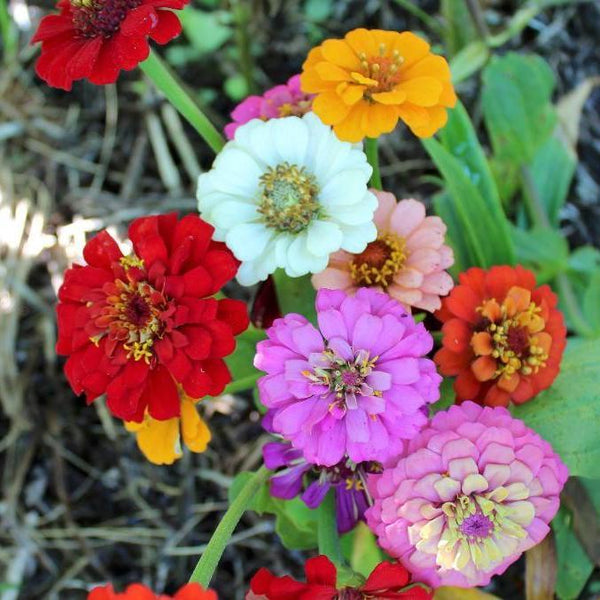 Zinnia Seed- Thumbelina Mix: Dwarf Variety with 1.5 Blooms.