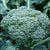 Broccoli Seeds - Waltham 29 - Sow True Seed