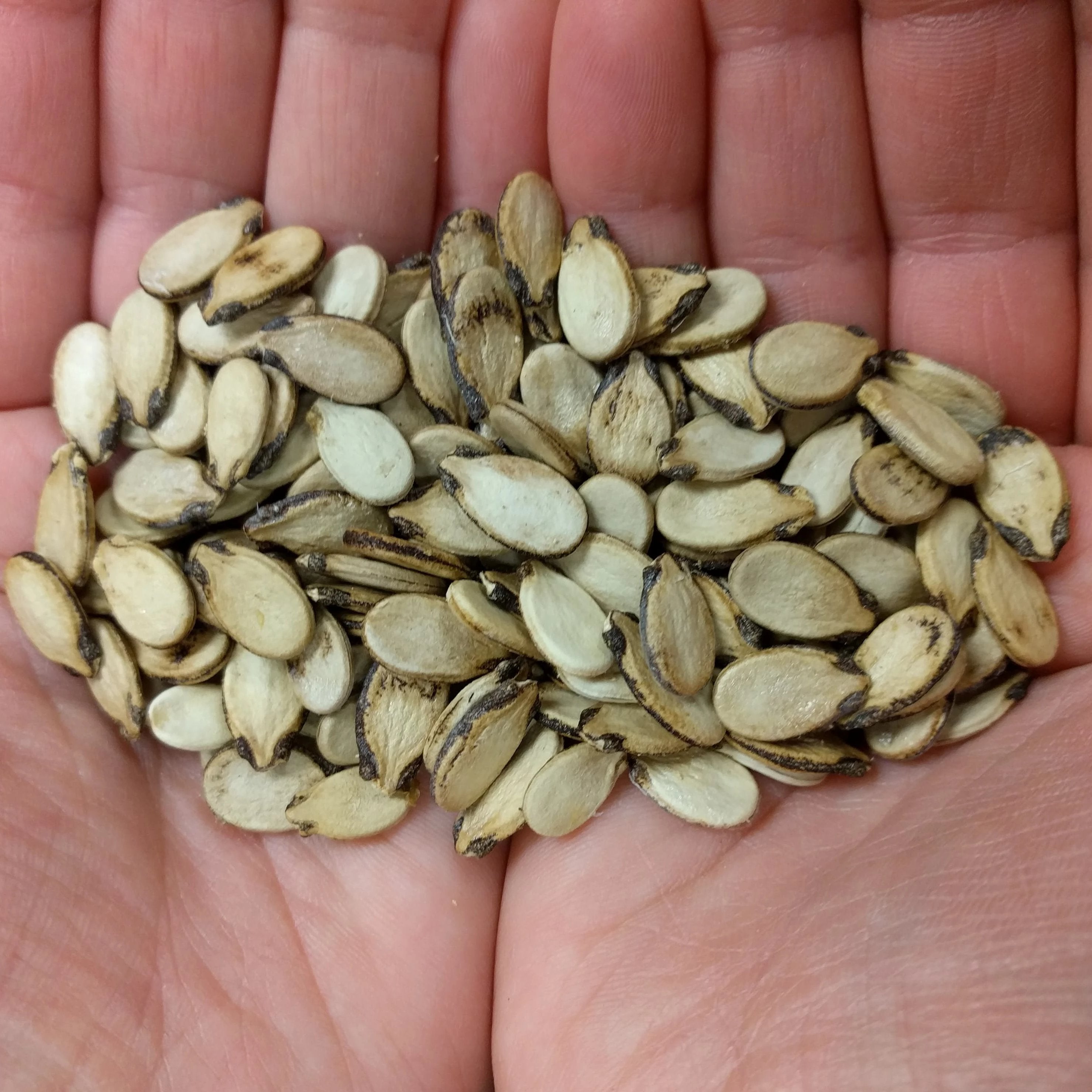 Watermelon Seeds - Ravenscroft - Sow True Seed