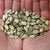 Watermelon Seeds - Ravenscroft - Sow True Seed