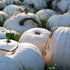 Pumpkin Seeds - Casper, ORGANIC