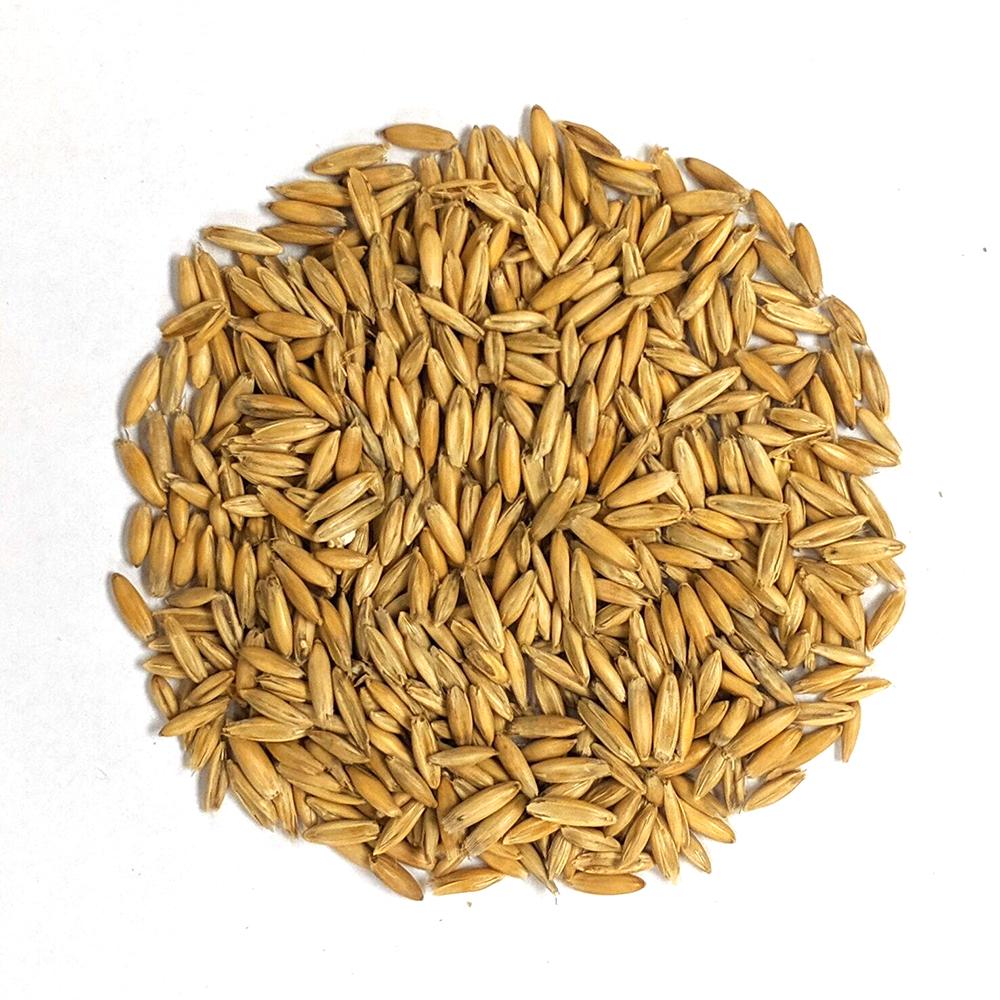 Oats | Sow True Seed | Open-Pollinated 