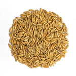 Oats | Sow True Seed | Open-Pollinated 