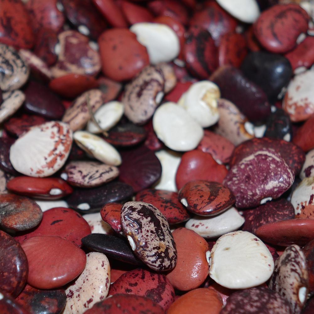 Lima Bean - Colored Willowleaf Butterbean, ORGANIC - Sow True Seed