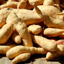 Sweet Potato - White Bonita, ORGANIC - Sow True Seed