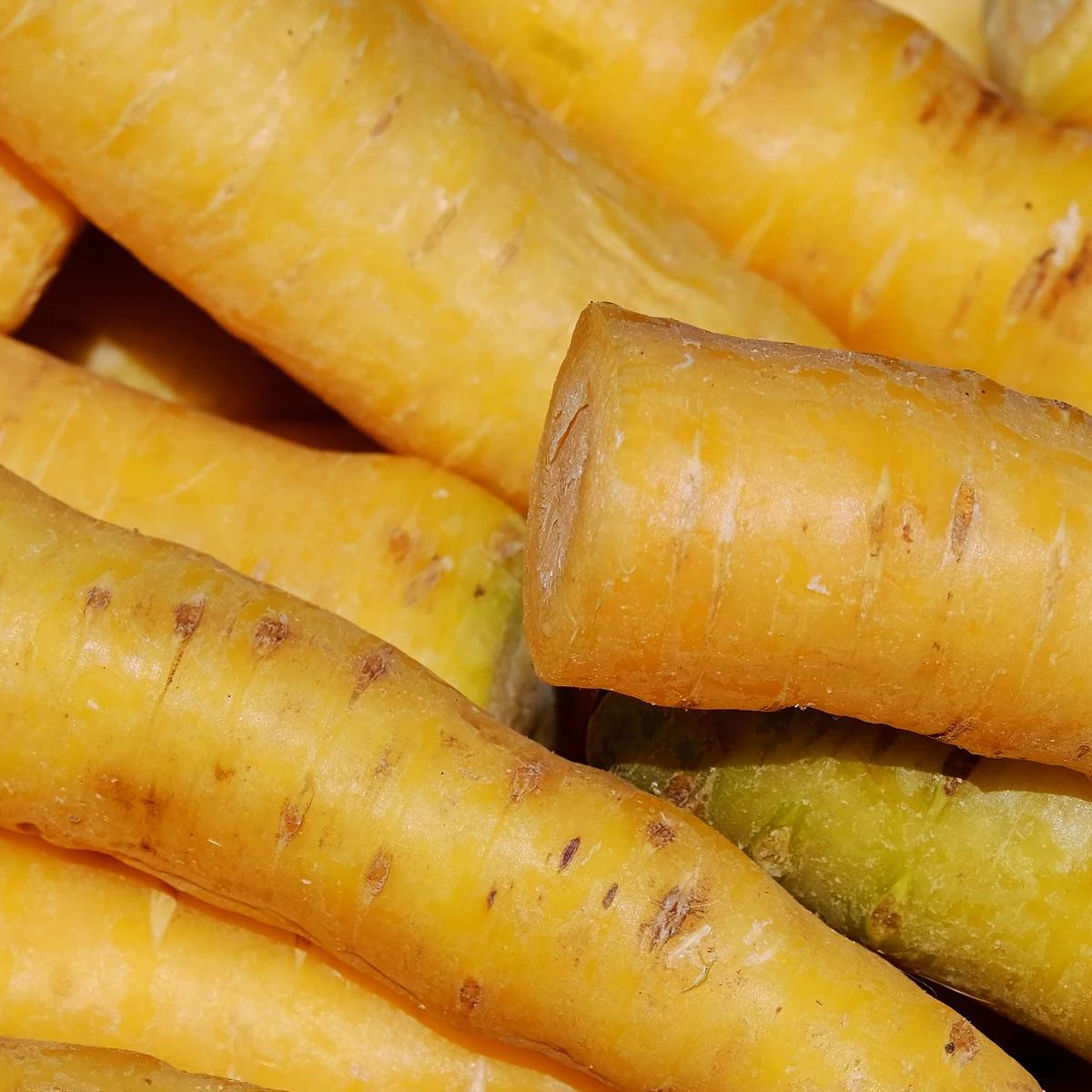 Carrot Seeds - Solar Yellow, ORGANIC - Sow True Seed