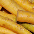 Carrot Seeds - Solar Yellow, ORGANIC
