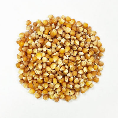Flint Corn Seeds - Yellow Guinea Flint