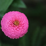 Zinnia Seeds - Lilliput Mix - Sow True Seed