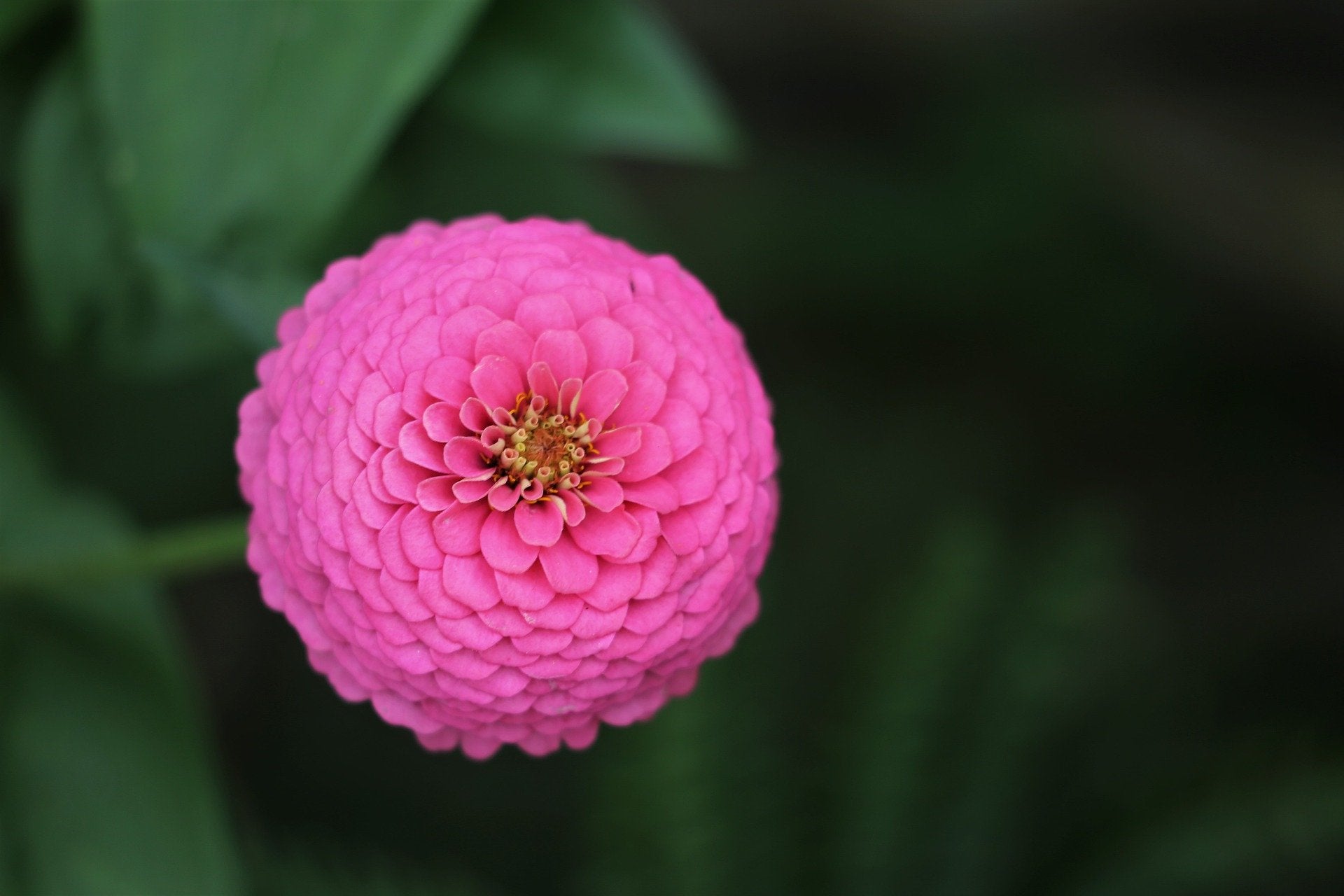 Zinnia Seeds - Lilliput Mix - Sow True Seed