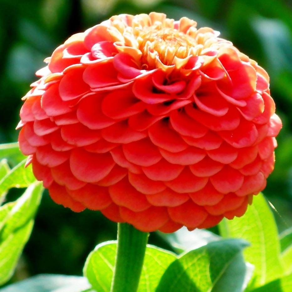 Zinnia Seeds - Lilliput Mix - Sow True Seed
