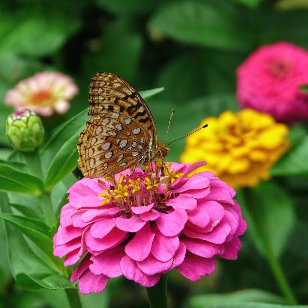 Zinnia Seeds - State Fair Mix - Sow True Seed