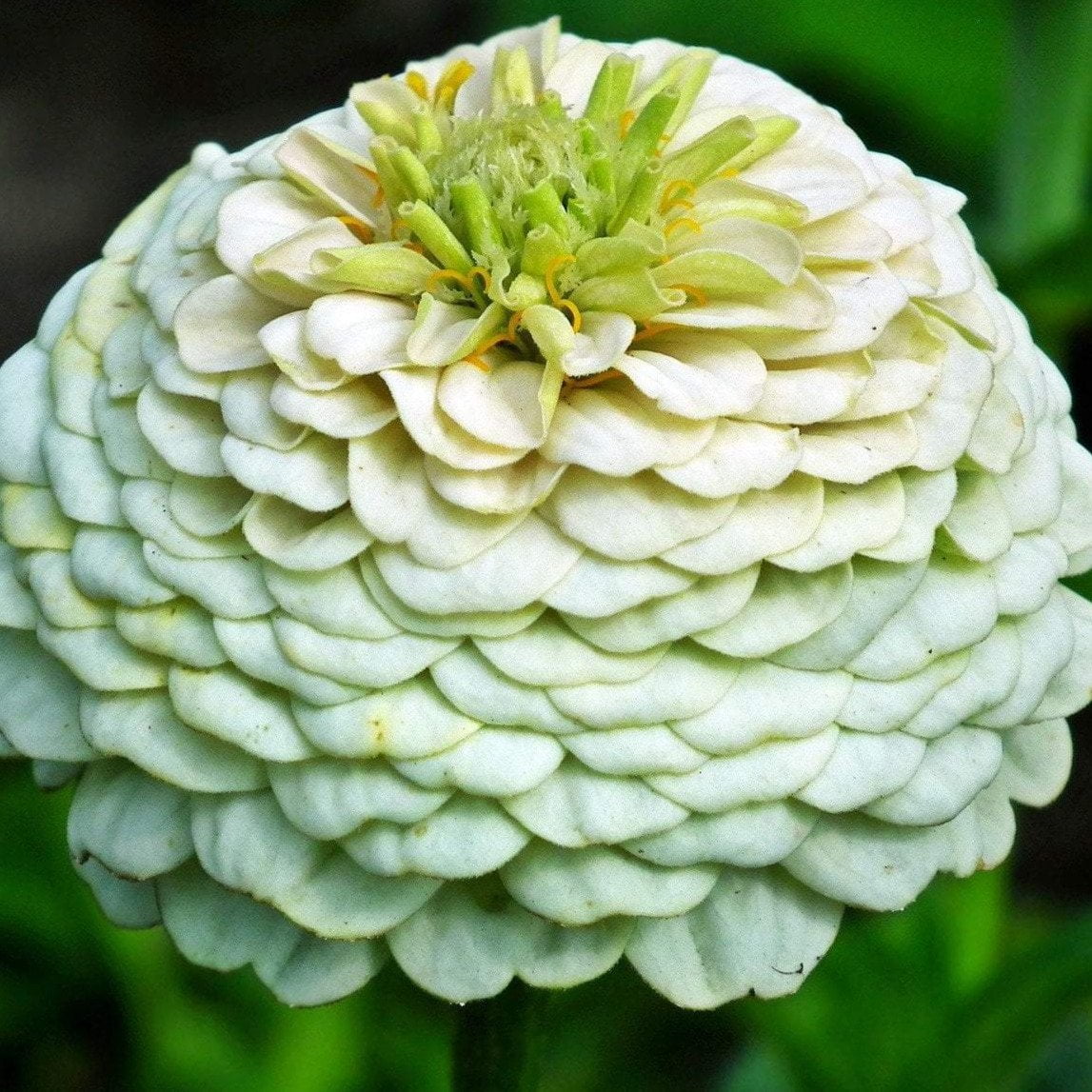 Zinnia Seeds - Lilliput Mix - Sow True Seed